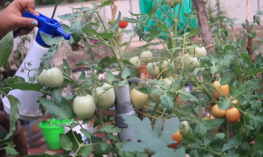 Organic kitchen garden