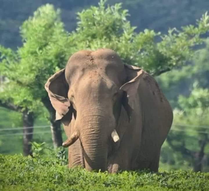 അരികൊമ്പൻ 