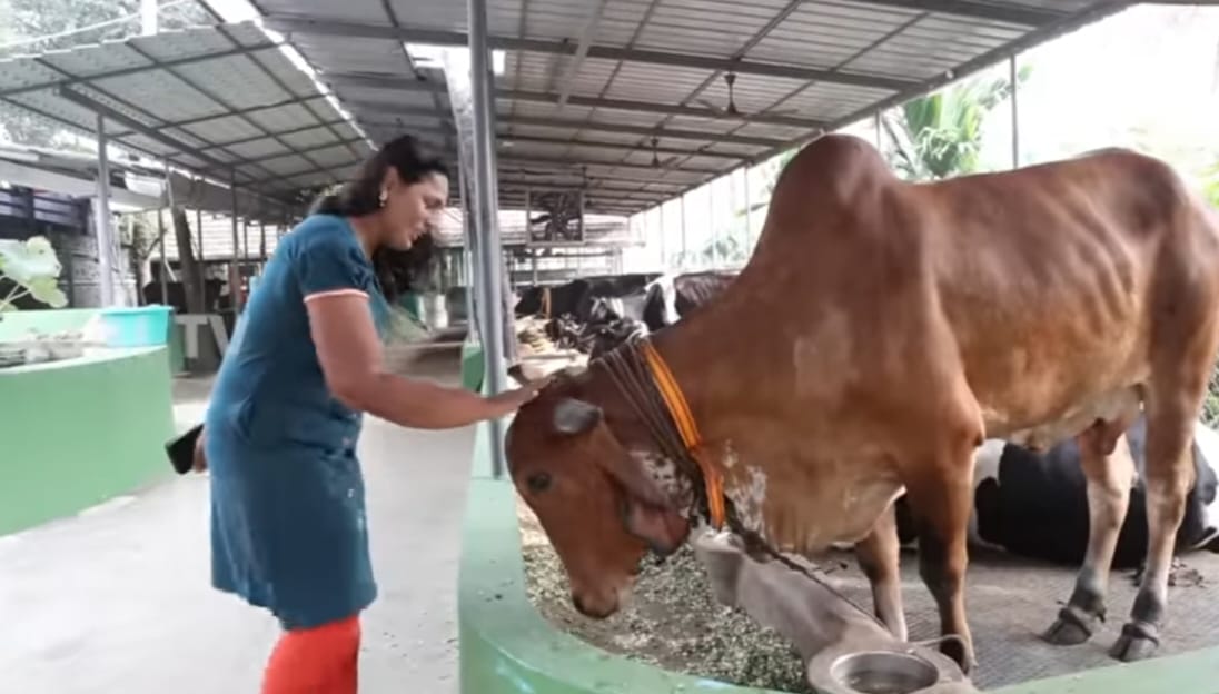 കളിയാക്കിയവർ ഇന്ന് കയ്യടിക്കുന്നു -കൃഷിയിൽ വിജയം കൊയ്ത് വിധു രാജീവ്‌